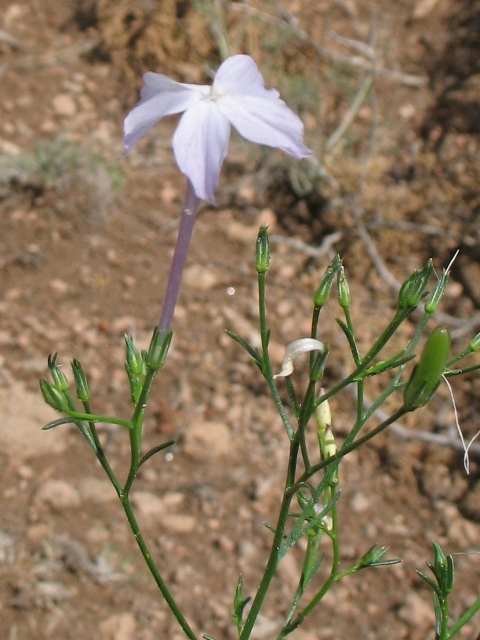 Ipomopsis longiflora